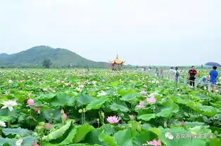 罗溪莲花节第一周,日均游客突破4000人