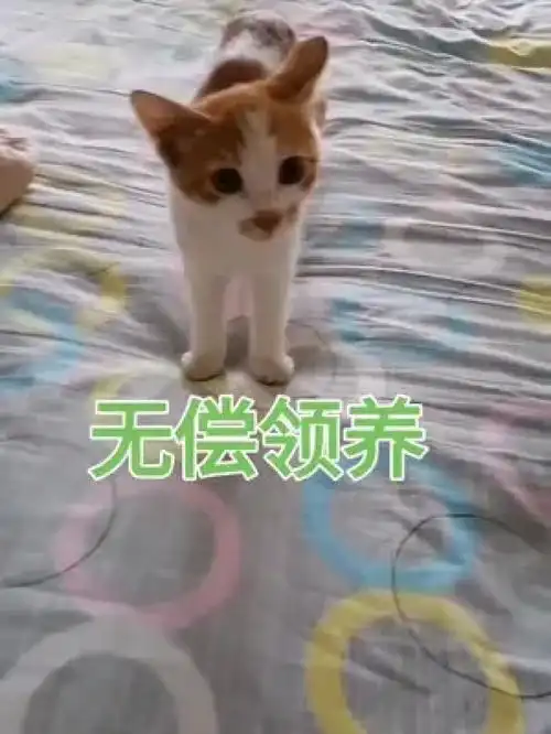 简要说明昵称无年龄3个月性别小母猫颜色橘猫性格乖巧懂事超级粘人健康状况健康领养条件
