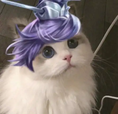王者荣耀猫咪坦克头像王者荣耀猫咪坦克接头大全乖乖手游网