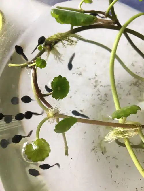 这是金钱草还是铜钱草