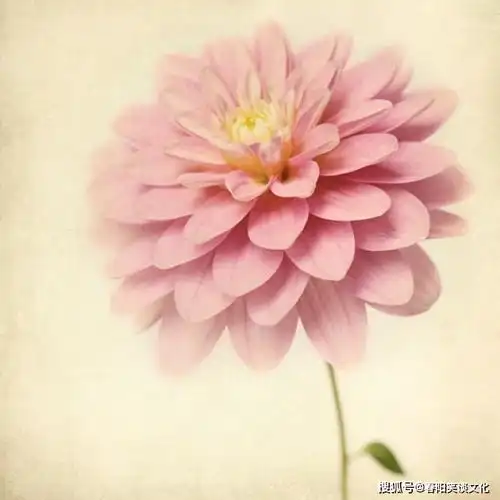 测试一个超长简介的文章