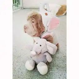 呆萌沙皮狗长成了熊样憨态可掬粉丝过万