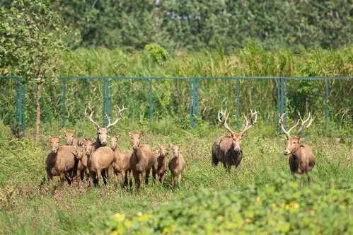 探访东洞庭湖麋鹿和鸟类救治避难中心