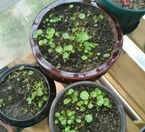 4种平常花,真好扦插,沾土就成活,一个枝子一盆花,养养都爆盆
