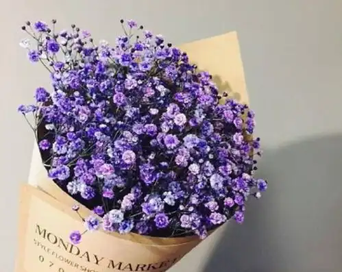 满天星所有颜色的花语,满天星花束要放水养吗,水养可保鲜一个月