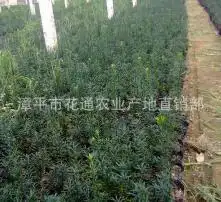 黄页88高清图片