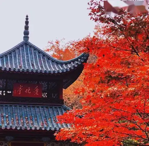 等枫,也等你
