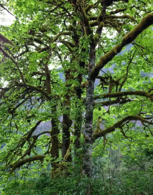 又到冬季带你游遍云雨林山
