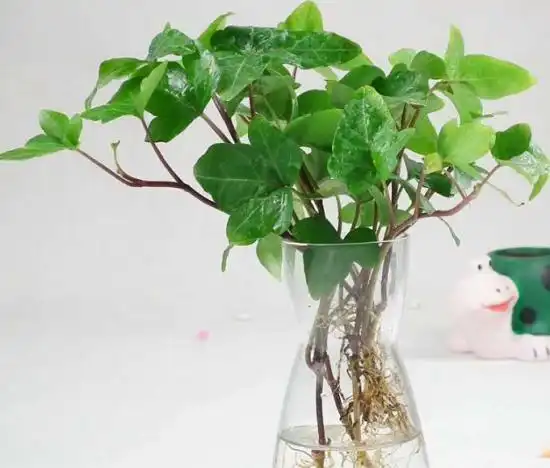 扔水里就能活的植物,沾水就能活,美观又卫生