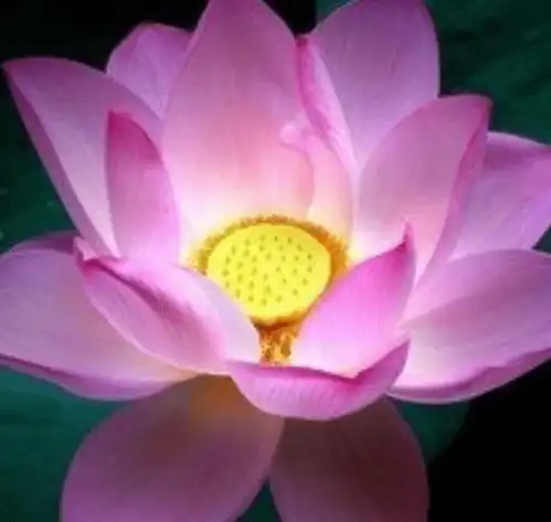 7月1日开始,喜鹊报喜,吉星庇佑,4属相福到桃花开,喜事不断