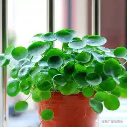 美丽涉县随手拍,精美绿植免费领