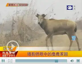 石首麋鹿家园人退鹿进八千亩落实长江大保护政策
