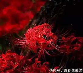 世界十大悲伤花语,彼岸花只排第二