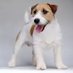 jackrussellterrier猎狐高手就是它杰克罗素丨真狗秀