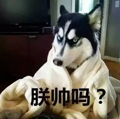 养哈千日,用在一时网友原来二哈智商零度以下才能解锁