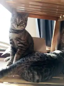 最后两只蠢萌虎斑dd特价带回家