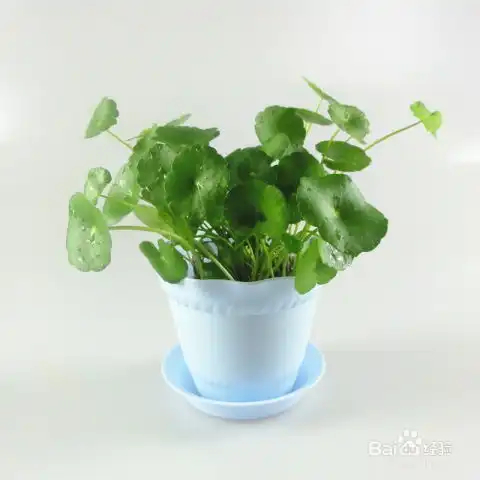 铜钱草土培改水培方法