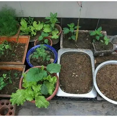 阳台空间大10个泡沫箱油桶种出一大片菜,想吃就摘,收获不错