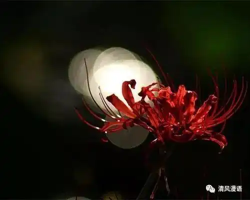 美文彼岸花,红颜劫