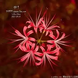 求几张彼岸花的图片