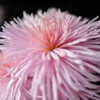 清净高洁空间唯美菊花qq头像花的图片大全