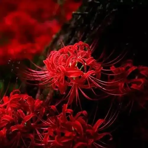 福州秋日最全赏花地图,粉黛真的太美了