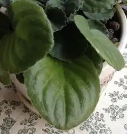 帮忙鉴别一下这花是紫罗兰吗是什么植物