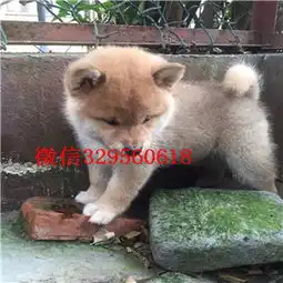锡林郭勒哪里能买到纯种柴犬柴犬图片极品柴犬赛级柴犬宝宝