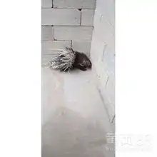 在天津豪猪怎么卖的豪猪种苗好养吗-黄页88网