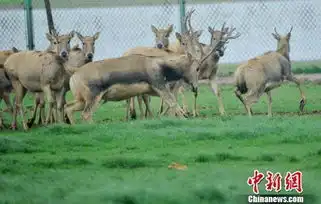 濒危动物麋鹿江西鄱阳繁衍添丁
