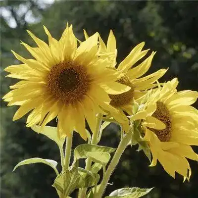 向日葵头像向日葵之所以幸福是因为时刻都微笑着面对阳光