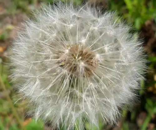 未来三个月好运连连,做啥都能够顺利,横财运很好的四属相