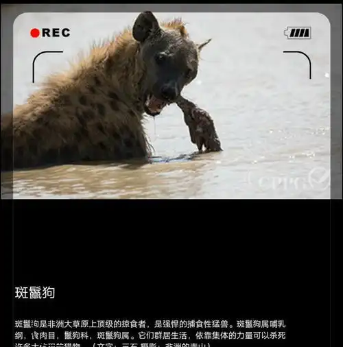 电视杂志非洲野生动物系列选5