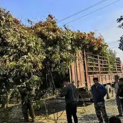 美国红枫价格德正苗木公司5公分美国红枫价格表高清图片高清大图