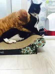 只是手贱打了一下橘猫头,从此就走上