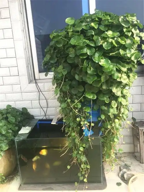 这些盆栽都是喝水的,成桶成桶的喝,个个花枝招展一大盆