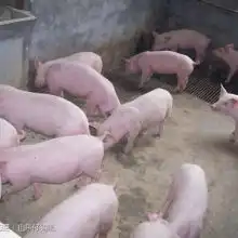 首页宇峰苗猪牧业主营苗猪猪仔母猪