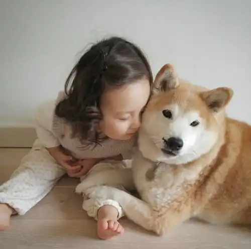 刷爆朋友圈的柴犬哥哥与萌娃照,太太太太太治愈了