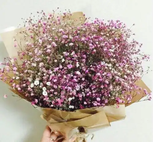 满天星的养护技巧,一把种子简单几步就能爆盆,试过的都说好