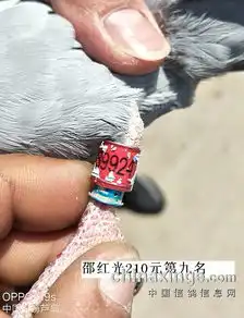 210元大奖环检验图片