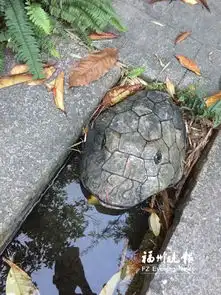 逼真大学生点石成画惊呆路人