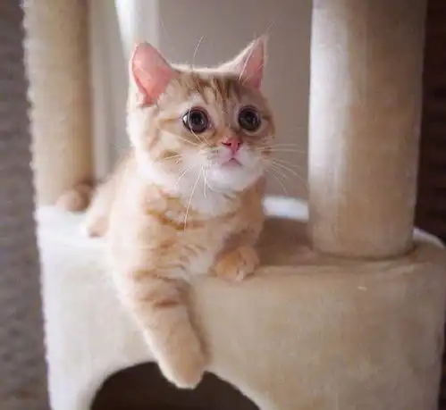 吸猫时代到来人生苦短及时吸猫,网友今天你吸猫了么