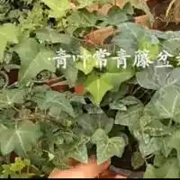 水生植物浙江水生植物水生植物特价苗杭州雨洁园艺场15168421716