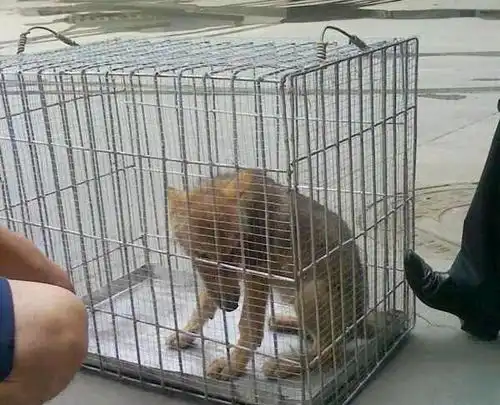 观重返狼群,记录美女李微漪和狼王格林,十一年的人狼之恋