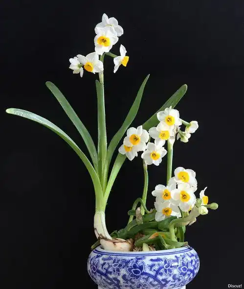 适合养在卧室里却又养在水里的植物和花有哪些,加图片