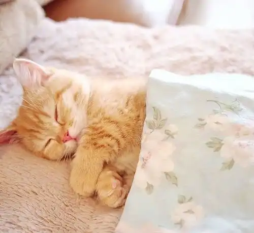 猛吸一口来撸橘猫啦