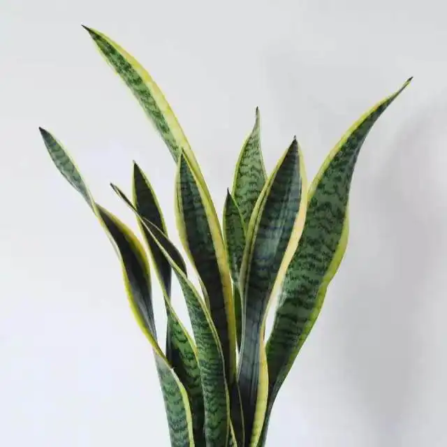 绿植中的人类益友,装修后,你选对了吗