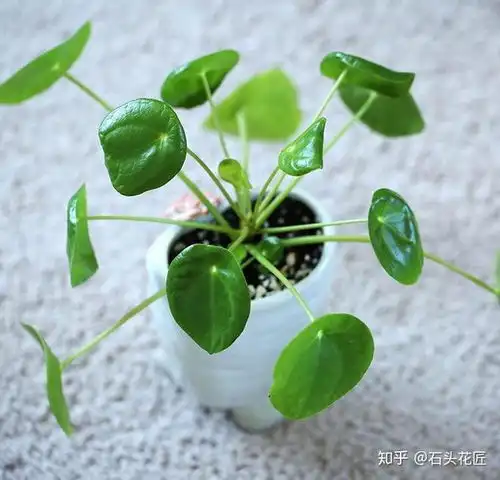 二种花长得像铜钱草,一种开花漂亮一种是文艺盆栽