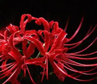 死亡之花