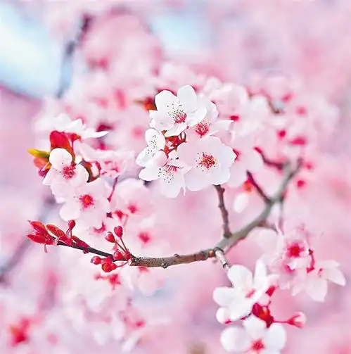 林芝桃花香